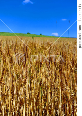 麥田與開闊的天空（北海道美瑛） 129448515