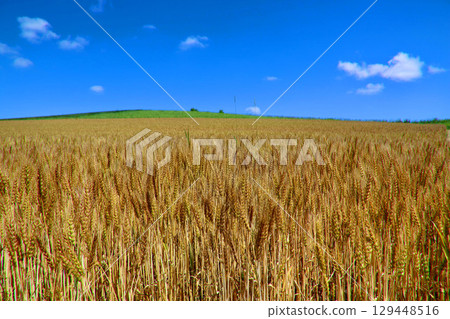 麥田與開闊的天空（北海道美瑛） 129448516