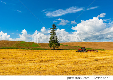 Summer Christmas tree Biei Hokkaido Asahikawa Summer Christmas tree Biei Hokkaido Asahikawa 129448532