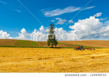 Summer Christmas tree Biei Hokkaido Asahikawa Summer Christmas tree Biei Hokkaido Asahikawa 129448533