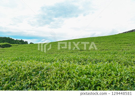 A landscape with a tea plantation A landscape with a tea plantation 129448581