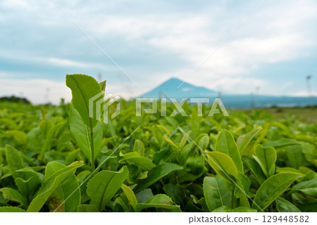 Mt. Fuji seen from the tea plantation Mt. Fuji seen from the tea plantation 129448582