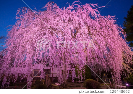 Honmanji Sakura 129448662