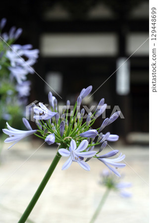 寺廟大門和藍色花朵 129448699
