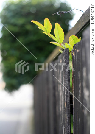 木柵欄上的嫩葉 129448717