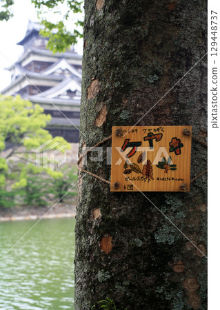 Tree nameplates in the park Tree nameplates in the park 129448737