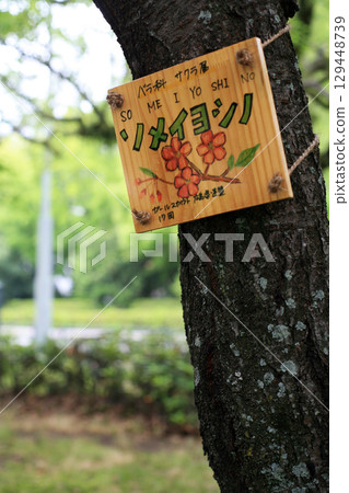 Tree nameplates in the park Tree nameplates in the park 129448739