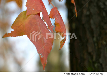 Autumnal leaves of the mallow tree Autumnal leaves of the mallow tree 129448783