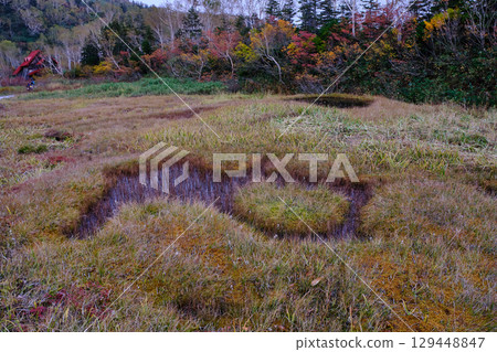 Tsugaike Nature Park, Nagano Prefecture: Winter is almost here, but small flowers bloom in the pond on the plateau in late autumn. 129448847
