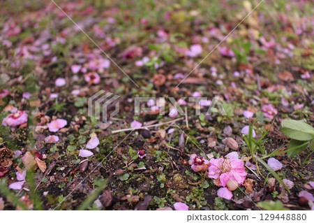 Flowers that fell to the ground 129448880