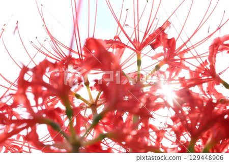 看起來天空的群孤挺花 看起來天空的群孤挺花 129448906