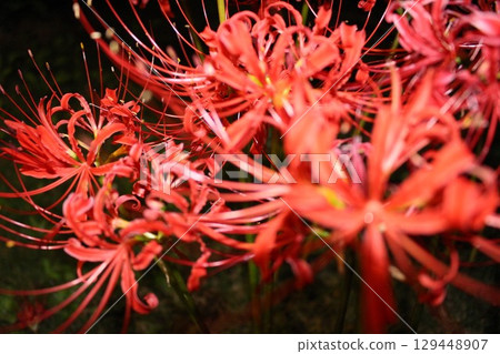 紅蜘蛛百合 129448907