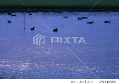 Flock of swimming ducks 129448909