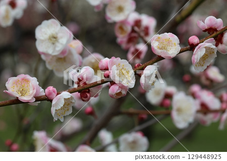 white plum blossom 129448925