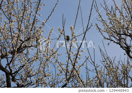 Brown fish stocked in a plum tree 129448943