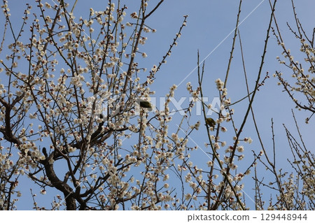 White-eye that sucks the nectar of plum blossoms 129448944