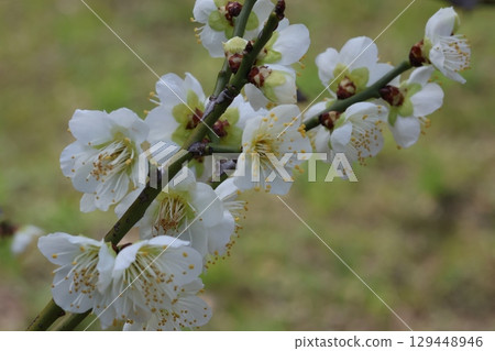 白梅花 白梅花 129448946