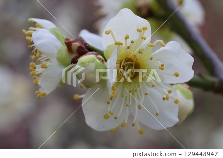 白梅花 白梅花 129448947