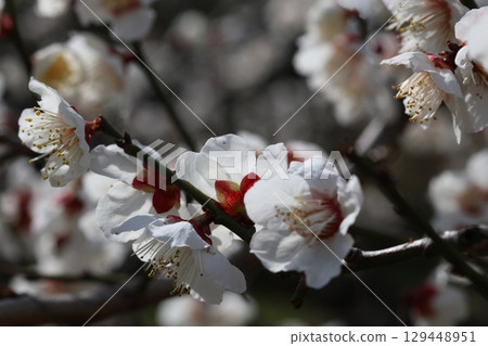 white plum blossom 129448951