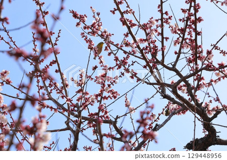 梅花開始綻放 129448956