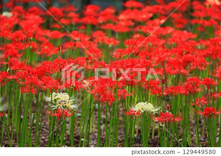 公園裡生長著一簇簇紅花 129449580
