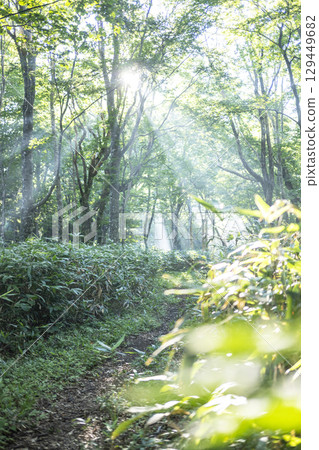 A view of light shining on a path through a forest of fresh greenery - Oyama Kyoganari 129449682