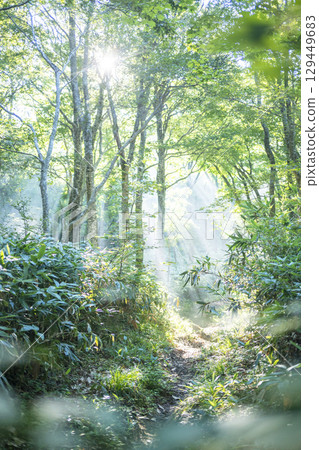 A view of light shining on a path through a forest of fresh greenery - Oyama Kyoganari 129449683