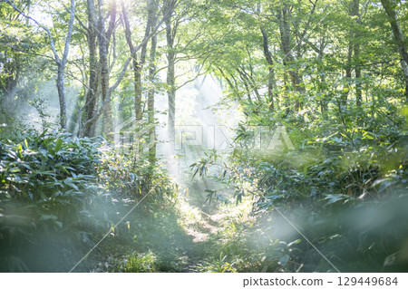 A view of light shining on a path through a forest of fresh greenery - Oyama Kyoganari 129449684