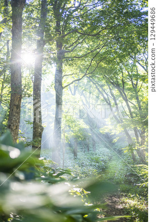 穿過新綠森林的小路,燈光閃耀的景色-大山京成 穿過新綠森林的小路,燈光閃耀的景色-大山京成 129449686