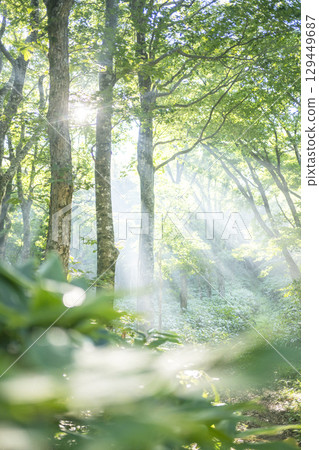 A view of light shining on a path through a forest of fresh greenery - Oyama Kyoganari 129449687