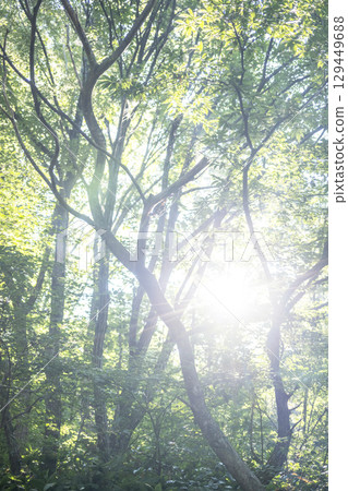 A view of light shining on a path through a forest of fresh greenery - Oyama Kyoganari 129449688