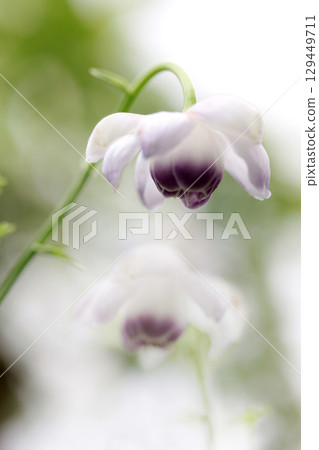 搖曳的蓮華座 129449711