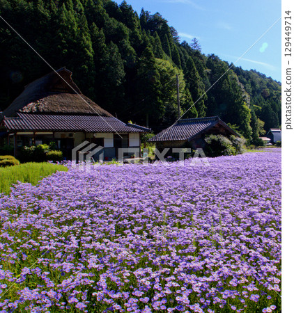 Kitayama Yuzen chrysanthemums blooming all over the fields and thatched roof houses in Kuta, Sakyo Ward, Kyoto City Kitayama Yuzen chrysanthemums blooming all over the fields and thatched roof houses in Kuta, Sakyo Ward, Kyoto City 129449714