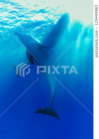 兩隻海豚 兩隻海豚 129449965