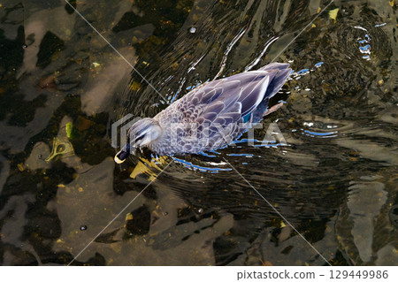 A white-tailed duck swimming on the water surface 129449986