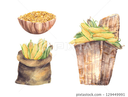 Watercolor Corn harvest. Golden maize cobs crop set. Wicker basket, canvas bag and wooden bowl with corncobs and kernels. Realistic painted illustration for farm food, oil label. Isolated background 129449991