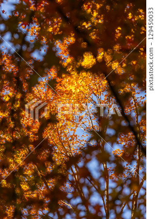 國立武藏山森林公園的秋葉 129450033