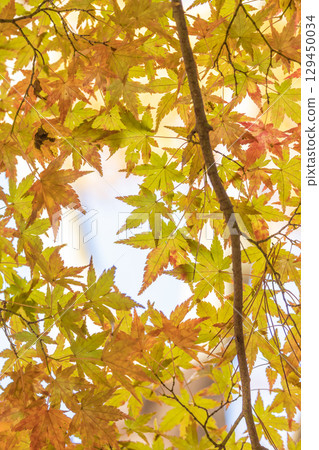 Autumn leaves of National Musashi Hills Forest Park 129450034