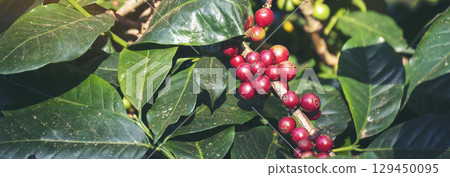 Banner coffee bean berry plant fresh seed. panoramic Ripe Red coffee tree growth green eco organic farm. Banner red ripe seed robusta arabica berries harvest coffee garden. Coffee bean tree copy space 129450095