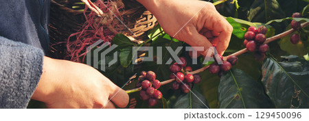 Banner hands harvest red seed in basket robusta arabica plant farm. Coffee plant farm Close up woman Hands harvest raw coffee beans. Ripe Red berry plant fresh seed coffee tree growth with copy space 129450096