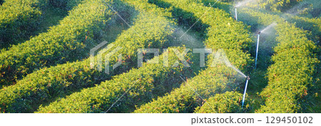 Banner Green tea tree leaves field young tender bud herbal Green tea tree in camellia sinensis organic farm. Panorama Fresh Tree tea leaf plant green nature in herbal farm background with Copy Space Banner Green tea tree leaves field young tender bud herbal Green tea tree in camellia sinensis organic farm. Panorama Fresh Tree tea leaf plant green nature in herbal farm background with Copy Space 129450102