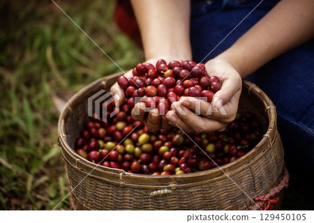 Close up hands harvest red seed in basket robusta arabica plant farm. Coffee plant farm woman Hands harvest raw coffee beans. Ripe Red berries plant fresh seed coffee tree growth in green eco farm Close up hands harvest red seed in basket robusta arabica plant farm. Coffee plant farm woman Hands harvest raw coffee beans. Ripe Red berries plant fresh seed coffee tree growth in green eco farm 129450105