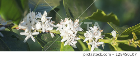 Coffee flower tree green nature white color blossom. White flower on coffee tree Robusta arabica berries on coffee farm garden. Fresh bean berry plantation. Agriculture growth in green organic farm Coffee flower tree green nature white color blossom. White flower on coffee tree Robusta arabica berries on coffee farm garden. Fresh bean berry plantation. Agriculture growth in green organic farm 129450107