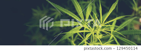 Banner Green weed Marijuana tree cannabis plant narcotic herbal in CBC greenhouse. Panorama Hemp leaf made cannabis crude oil medicine farm. CBC, THC herb agriculture Weed leaf Drug with copy space 129450114