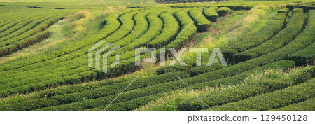 Banner Green tea tree leaves field young tender bud herbal Green tea tree in camellia sinensis organic farm. Panorama Fresh Tree tea leaf plant green nature in herbal farm background with Copy Space 129450128