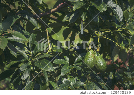Avocado tree green plant healthy fruit farm. Smart farmer growing plant in eco green farm sustainable quality control. Avocado fruit Farm planting in eco Farmland biotechnology. Fruit organic farm Avocado tree green plant healthy fruit farm. Smart farmer growing plant in eco green farm sustainable quality control. Avocado fruit Farm planting in eco Farmland biotechnology. Fruit organic farm 129450129