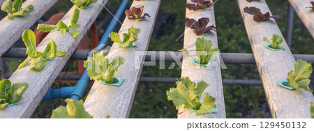 Banner fresh organic hydroponic vegetable plantation produce green salad hydroponic farm. Panorama Green oak lettuce salad in Organic Farm. Salad farm vegetable green oak lettuce with copy space 129450132