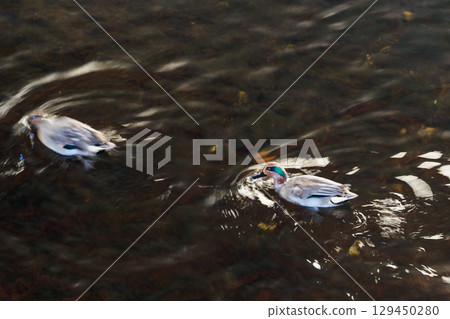 American teal swimming on the water surface American teal swimming on the water surface 129450280