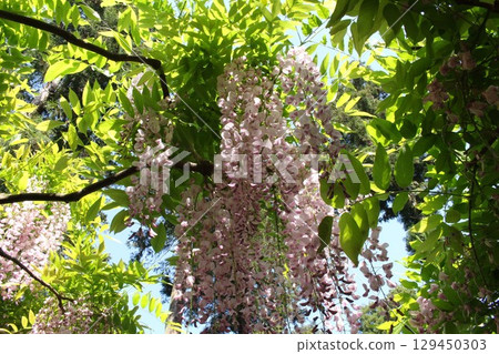 A landscape with wisteria's flowers A landscape with wisteria's flowers 129450303