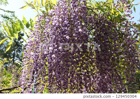 紫藤花的景觀 紫藤花的景觀 129450304